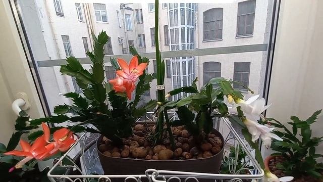 ШЛЮМБЕРГЕРА. ОШИБКИ В УХОДЕ ВО ВРЕМЯ ЦВЕТЕНИЯ! (.. УЧИМСЯ ВЫРАЩИВАТЬ ВМЕСТЕ! 1Ч.)