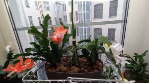 ШЛЮМБЕРГЕРА. ОШИБКИ В УХОДЕ ВО ВРЕМЯ ЦВЕТЕНИЯ! (.. УЧИМСЯ ВЫРАЩИВАТЬ ВМЕСТЕ! 1Ч.)