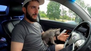 ЗАБРАЛИ ВОЛЧОНКА !!!! Волк/щенки волка/волкособ/волчата.