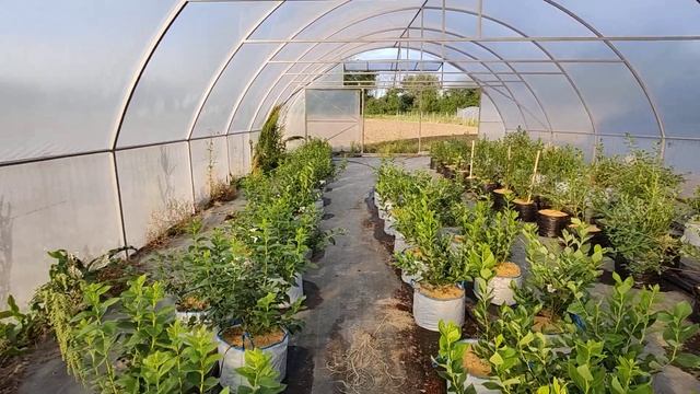 Рассада,Голубика,Раскорчёвка. смотреть онлайн