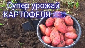 Отличный урожай картошки!