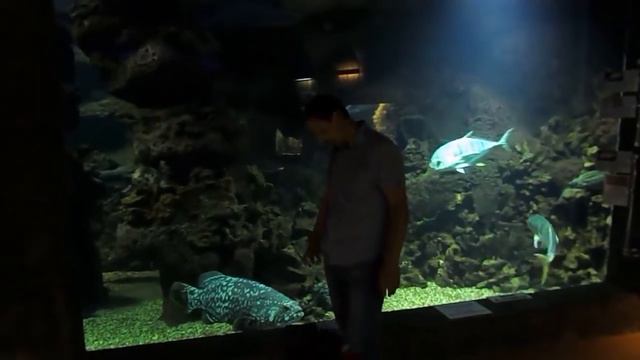 Лазаревское. ОКЕАНАРИУМ  ТРОПИЧЕСКАЯ АМАЗОНКА смотреть онлайн