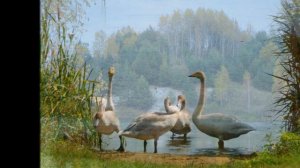 Любимая Беларусь