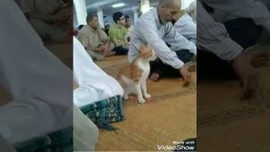 ?  Кот приходит в мечеть каждый день ?