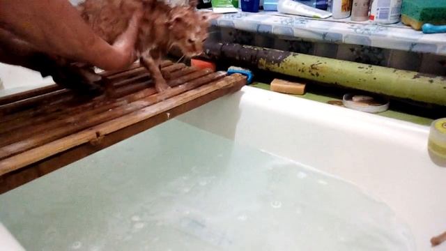 Купаем кота смотреть онлайн