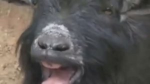 Depeche Mode - Enjoy The Silence (Animal Cover)