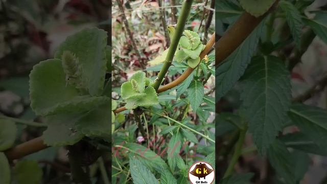 Coleus barbatus flower | panikoorka |  plectranthus amboinicus flower |Pathar choor | Navara |