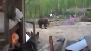 Медведь напал на людей в лесу, видео снимал пострадавший.