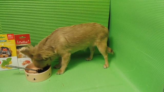 #ПЕЧЕНЬЕДЛЯСОБАК#ЧИХУАКОББИТИП#МАРИМИСТИК ТАИС Д.Р. 6 МЕС. #КУПЛЮЧИХУАПРОДАЮЩЕНКА#ПОДРОСТОКЧИХУА смотреть онлайн