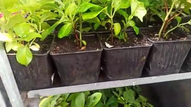 ГОРТЕНЗИИ И ИРЕЗИНЕ – ВО ВСЕЙ КРАСЕ смотреть онлайн