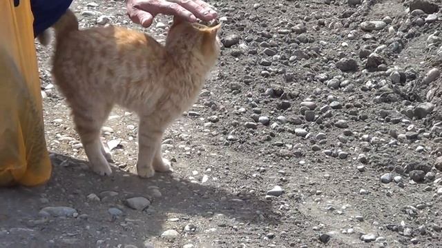 НА РЫБАЛКЕ / ПЕРВЫЕ ЦВЕТЫ / ПИРОГИ С КАПУСТОЙ И ИКРОЙ смотреть онлайн