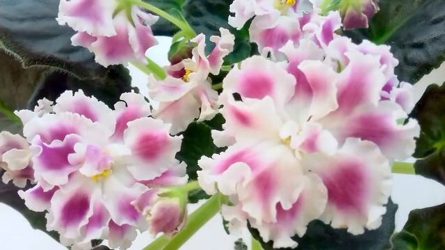 БИЗНЕС на ФИАЛКАХ и других растениях. МИНУСЫ Юлия Датта смотреть онлайн