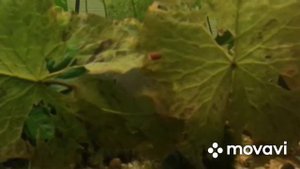 #аквариум #aquascap #аквариумистика #ростения #рыбки Нимфея в дырочку