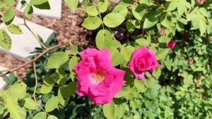 Rose Zephirine Drouhin Review