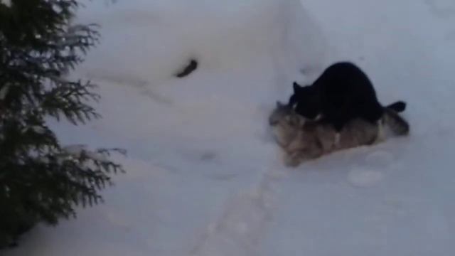 Кот Дэн и кошка Рита спариваются часть 1 смотреть онлайн