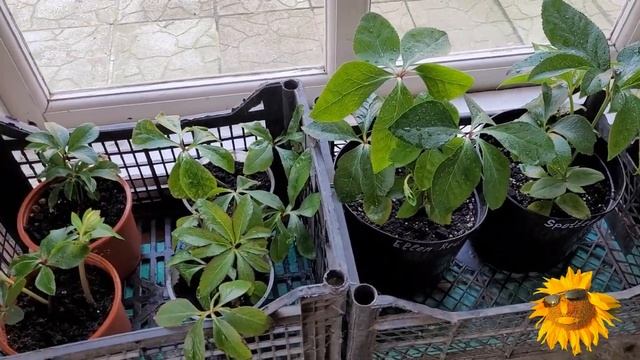 МОРОЗНИКИ. Сорта. Покупка. Упаковка. Пересылка. смотреть онлайн