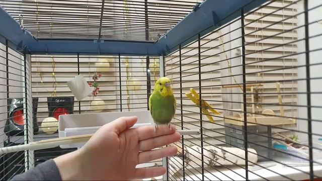 как я приручаю попугая / ответы на вопросы