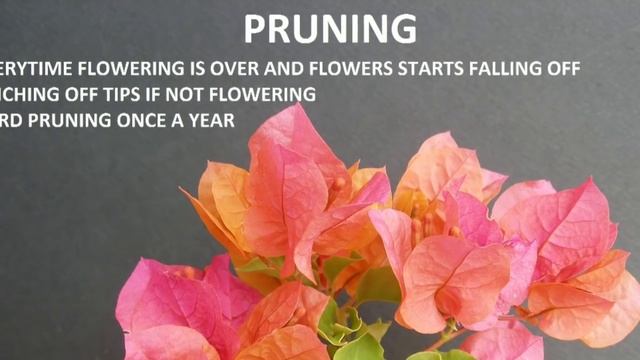 How to increase flowering in Bougainvillea смотреть онлайн
