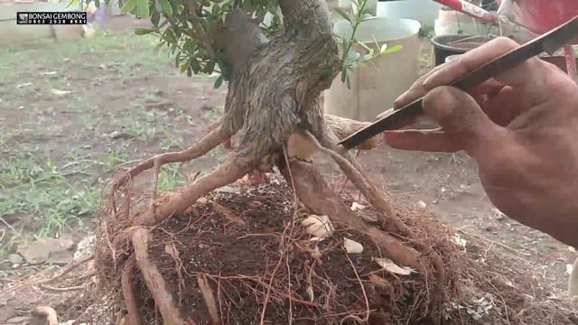 Bahan Bonsai Saeng Simbur Mikro Vietnam Terbengkalai смотреть онлайн