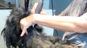 Врачи не поверили глазам, когда обстригли это существо...