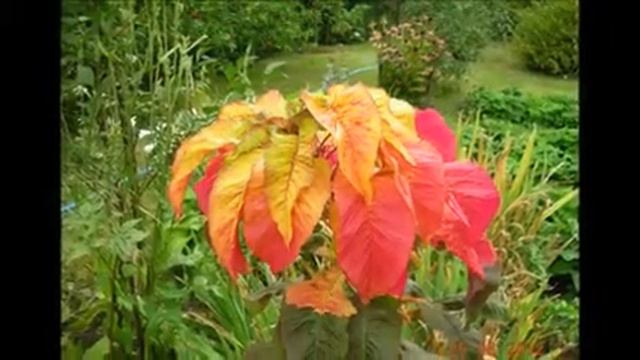 Лютики цветочки у меня в садочке № 49 x264 смотреть онлайн