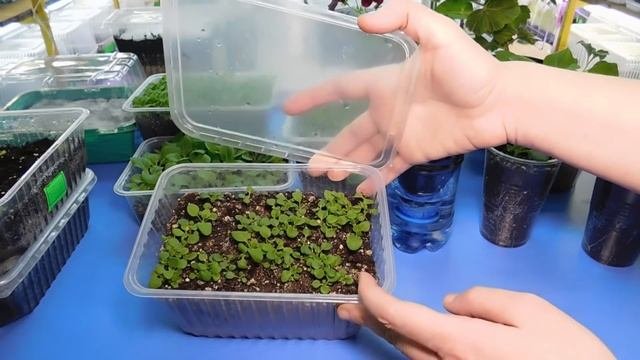 ? ПРОСТОЙ СПОСОБ ВЫРАСТИТЬ ПЕТУНИЮ ИЗ СЕМЯН ! Посадка и выращивание рассады цветов ?