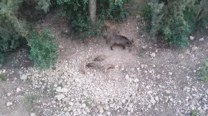 Смешные кабаны пришли в столовую кушать!