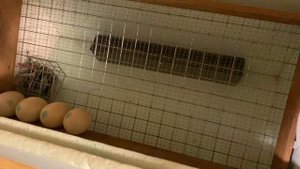 ЗАКЛАДЫВАЕМ ЯЙЦО МУСКУСНЫХ УТОК | ПРАВИЛА УСПЕШНОГО ВЫВОДА УТЯТ