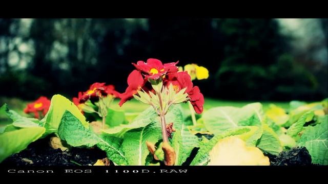 Canon EOS 1100D. RAW смотреть онлайн