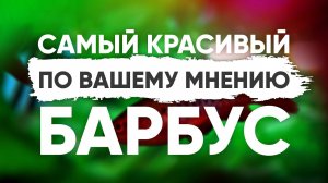 Самый красивый барбус по мнению подписчиков