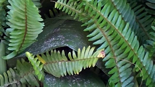 Flowering aloe plant смотреть онлайн