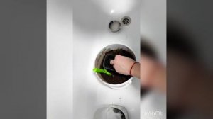 Укоренение черенка мандарина