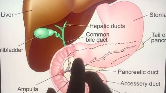 duodenum development embryology | foregut development embryology смотреть онлайн