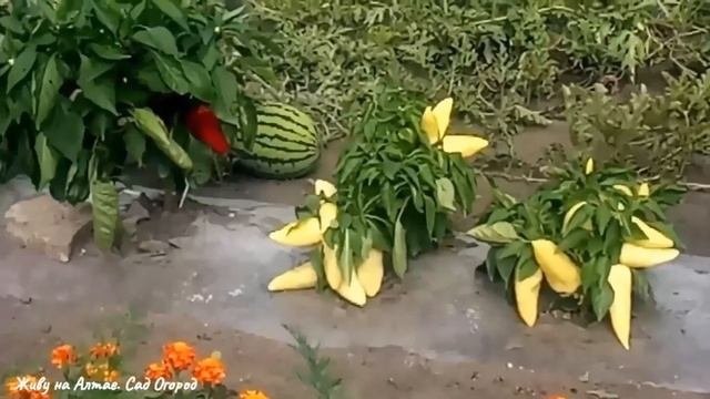 Почему лучше прозрачная ПЛЁНКА /Огород на ПЛЁНКЕ.