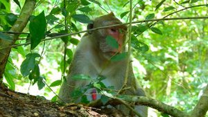 Simple life of monkey Jane and her baby Janna find food