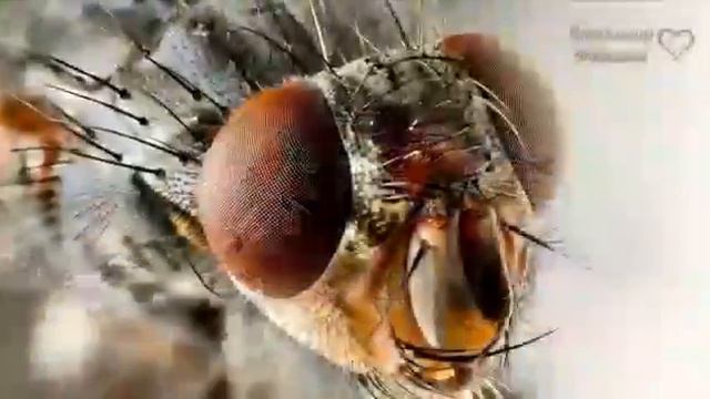 Для тех кто привык обвинять других!!! смотреть онлайн