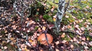 поиск грибов в конце Августа, Псковская область - лисички и подосиновики