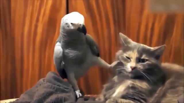 10 МИНУТ ОТБОРНЫХ НЕ ДЕТСКИХ ПРИКОЛОВ НЕ ДЛЯ ДЕТЕЙ 18 ДЕВУШКАМ НЕ СМОТРЕТЬ 3 смотреть онлайн