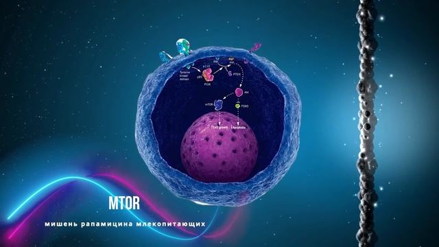КАК на самом деле РАСТУТ МЫШЦЫ | Сколько повторений делать? смотреть онлайн