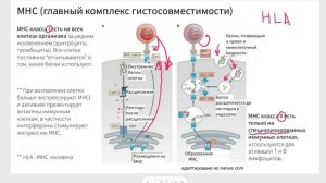 Главный комплекс гистосовместимости функции I и II типов, структура