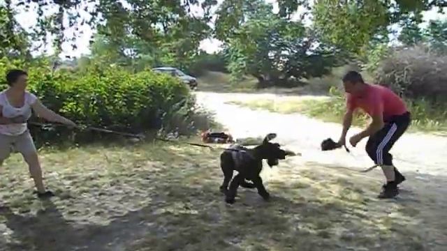 Ризеншнауцеры. Обучение 2 занятие смотреть онлайн