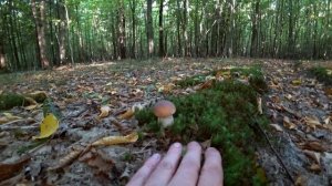 В поисках БЕЛОГО ГРИБА. Сентябрь. Boletus Edulis. Грибы 2021. Грибной Рай.