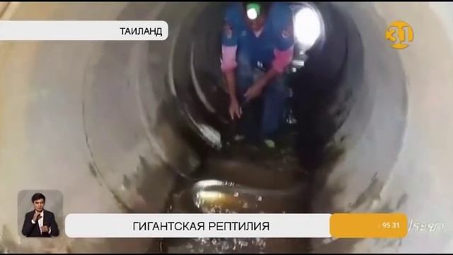 В Таиланде поймали гигантскую кобру смотреть онлайн