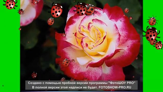 ЕСТЬ У ЦВЕТОВ ГЛАЗА!!! смотреть онлайн