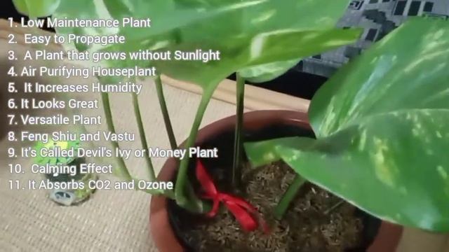 Giant Golden Pothos Plant Benefits | Epipremnum Aureum смотреть онлайн