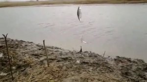 Рыбалка на Кубани в Бриньковская сам  процесс