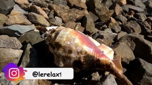 ЕГИПЕТ| Молюски Красного моря. Лямбис Трунката/ Lambis Truncata