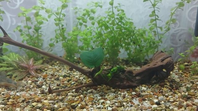 Сомик коридорас. Чудеса бывают, он выжил!!! Мальки меченосца переехали. смотреть онлайн