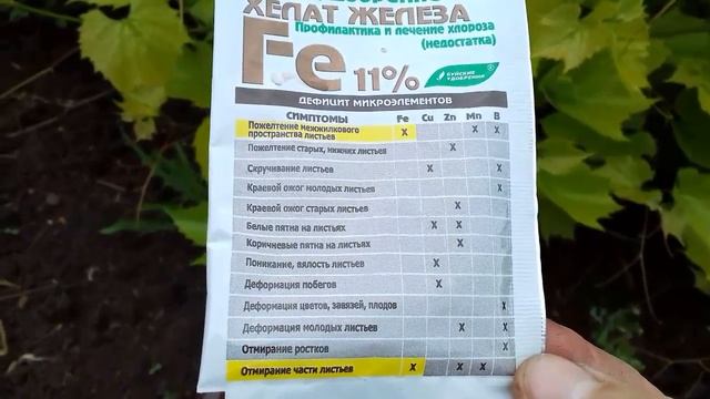 Виноград. Что делать, если у кустарников желтеют   листья . смотреть онлайн