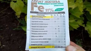 Виноград. Что делать, если у кустарников желтеют листья .